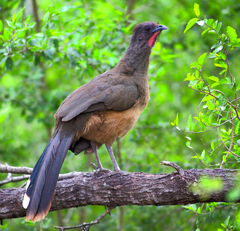 Chachalaca