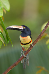 Tucancillo collarejo