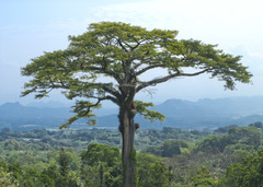 Ceiba