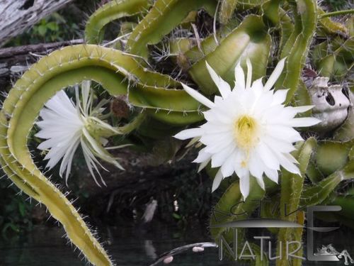 Pitayita Nocturna de Tortuga